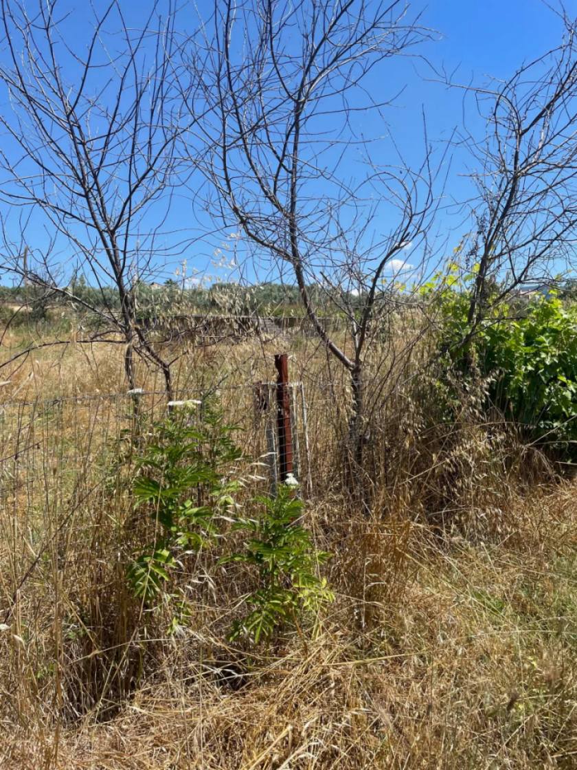 ΠΩΛΕΙΤΑΙ ΟΙΚΟΠΕΔΟ ΕΝΤΟΣ ΟΡΙΟΥ ΟΙΚΙΣΜΟΥ ΩΡΕΩΝ ΕΥΒΟΙΑΣ
